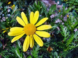 Euryops pectinatus