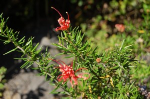 Grevillea Juperina