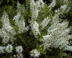 Hebe arbusto (perenne)