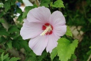 Hibiscus-syriacus-Eleizalde-hostogalkor-zuhaixka kaduka.