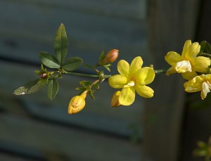 Jasminum mesnyi (primrose jasmine edo japoniar jasmina)