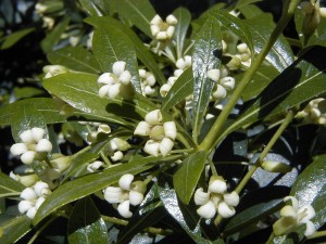 Pittosporum-heterophyllum zuhaixka(perenne)