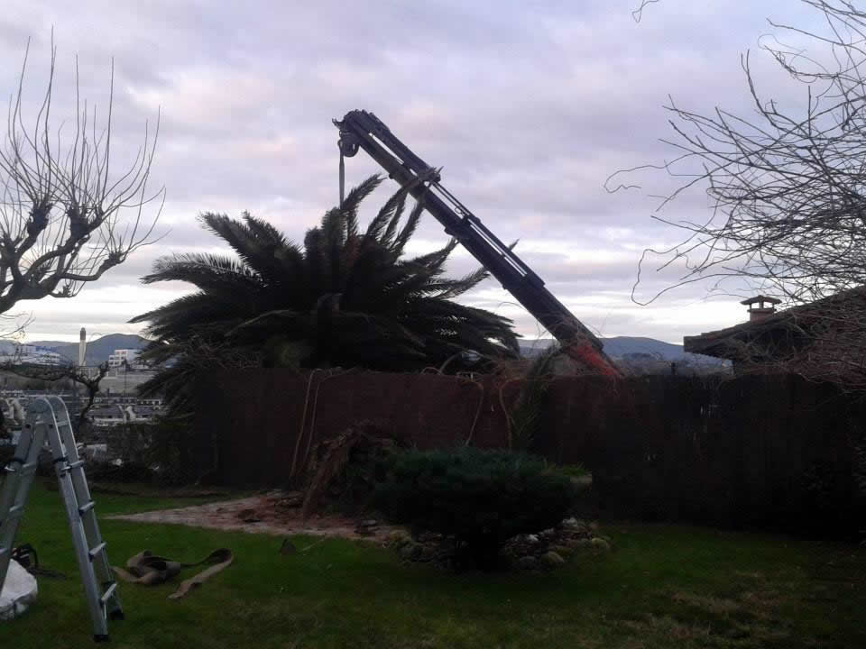 Poda de gran palmera