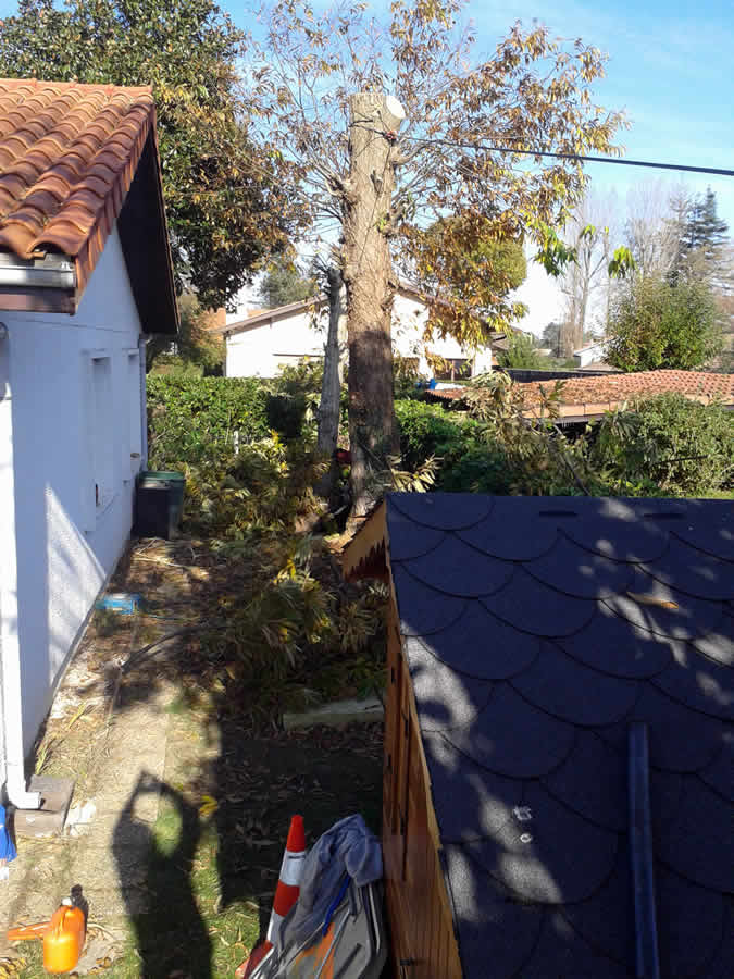 Poda de arbol entre casas