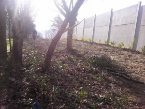 Limpieza para siembra