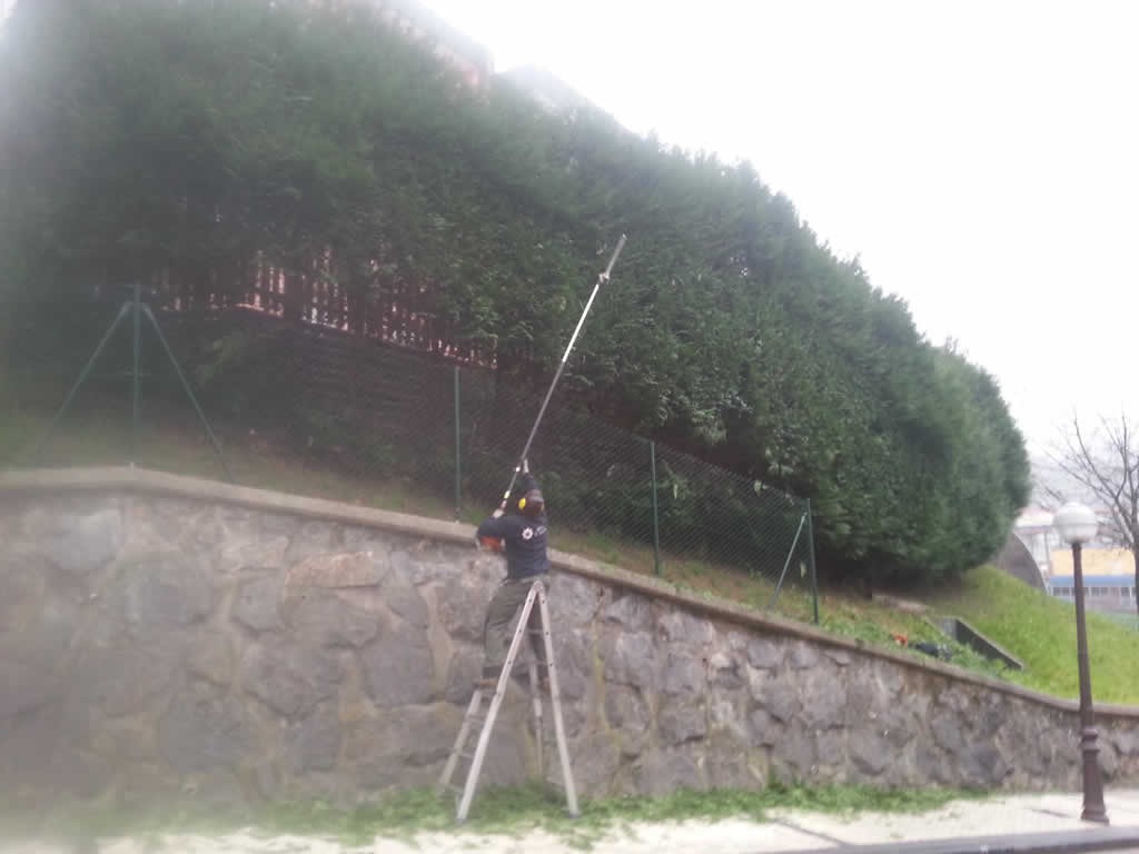 Poda en Lasarte