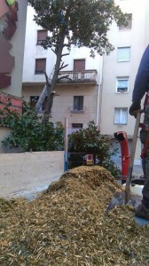 Poda Antiguo Matia