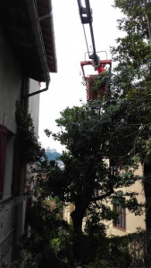 services de jardinage à Donostia