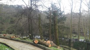 Poda en altura en Miraconcha Donostia
