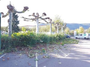 Podas en Irun