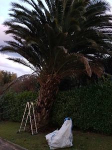 Tala palmera Donostia