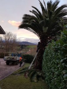 Tala de palmera en Donostia