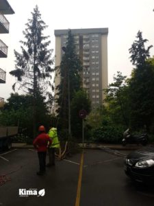 tala y poda de arboles en Donostia