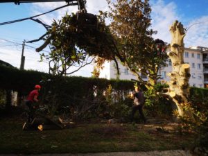 Arbol talaketa Iparraldean