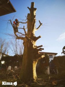 Kima Tala de arboles en Hendaya