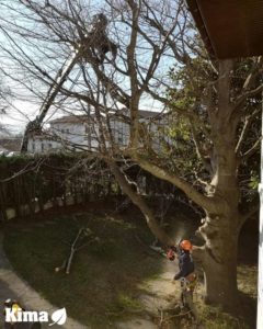 Abattage d'arbre a Hendaye
