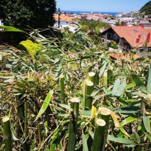 Jardineria en Donostia